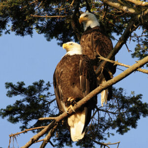 A Pair Of Perching Bald Eagles