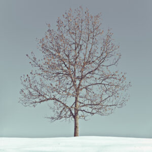 A Tree In Snow And Grey Sky