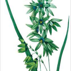 African Corn Lily (Bot. Ixis Viridiflora)