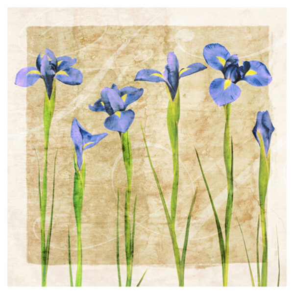 Antique Iris Blue
